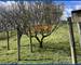 Belle maison sur sous-sol complet sur un grand terrain. - d79ba889-d8f0-442c-9801-927cbf20ea40