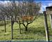 Belle maison sur sous-sol complet sur un grand terrain. - 9364f43d-7c52-4305-b09d-4d212591a73e