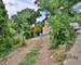 Terrain Constructible - 260m2 - VUE Degagee - 07a552ad-c95a-428c-9116-32994d33fc72