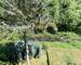 4 logements avec piscine en bordure de rivière + 2ha de bois - ae216b8d-e365-4452-b688-04522af667f8