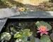 Propriete Dans UN Univers Bucolique - Bassin + chat