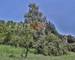 propriété en cévennes - terrain de 3.4 ha - 212e985a-a53a-483e-a051-b01cef7c55da