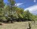 Varages: Terrain BoisÉ 1 Hectare - 62180548-955c-4690-93e6-0499a484cd7f