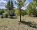 Varages: Terrain BoisÉ 1 Hectare - 792997c2-f40c-47cc-bed4-9a1774513975